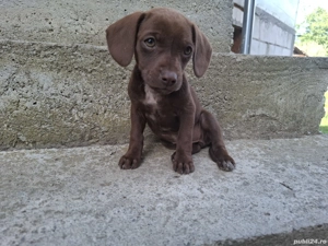 Cățelușe metis tekel - imagine 5