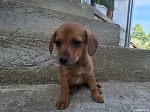 Cățelușe metis tekel - imagine 2