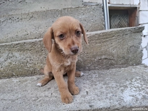 Cățelușe metis tekel - imagine 4