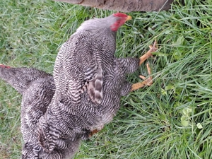 Cocos playmunt de vânzare  - imagine 3