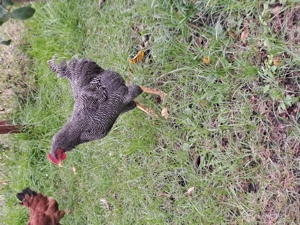 Cocos playmunt de vânzare  - imagine 2