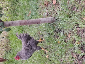 Cocos playmunt de vânzare 