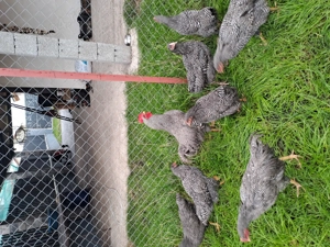 Cocos playmunt de vânzare  - imagine 5