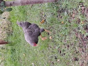 Cocos playmunt de vânzare  - imagine 4