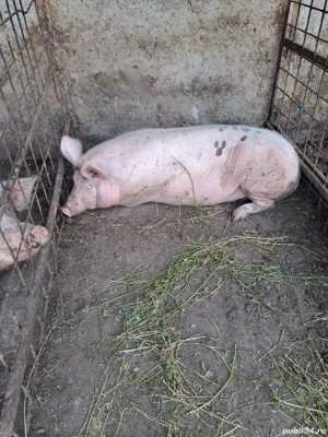 Vand porc 200 kg aproximativ 