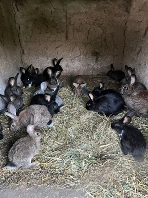 Vand iepuri  - imagine 5