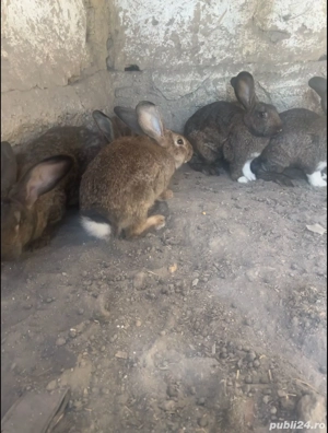 Vand iepuri  - imagine 4