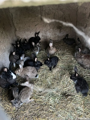 Vand iepuri  - imagine 6