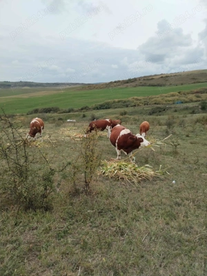 De vanzare 5 juninci gestante