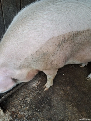 2 porci de vanzare