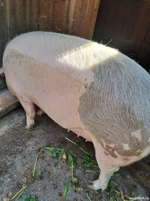 2 porci de vanzare  - imagine 5