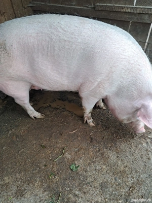 2 porci de vanzare  - imagine 2