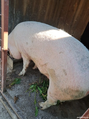 2 porci de vanzare  - imagine 3