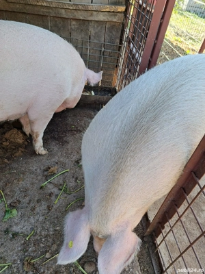 2 porci de vanzare  - imagine 4