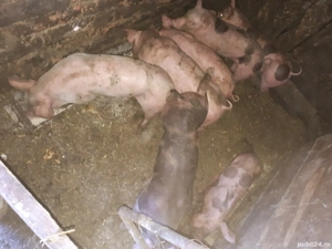 purcei de vanzare - imagine 2