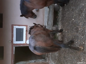 Manz de vanzare - imagine 2 Manz de vanzare - imagine 2