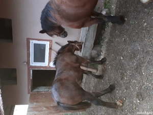 Manz de vanzare - imagine 4 Manz de vanzare - imagine 4