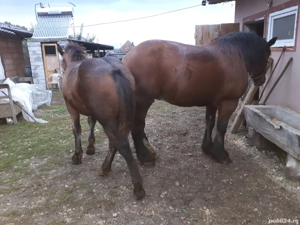 Manz de vanzare - imagine 3 Manz de vanzare - imagine 3