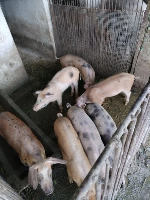 Vând purcei 3 luni și jumătate rasa Duroc și Marele Alb deparazitati și vaccinați - imagine 2
