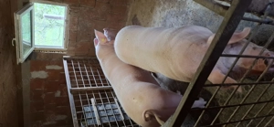 Porci de carne - imagine 4 Porci de carne - imagine 4