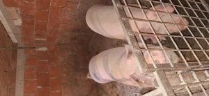 Porci de carne - imagine 3 Porci de carne - imagine 3