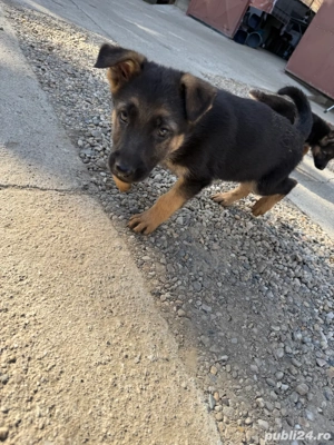 Vand catei ciobanesc german