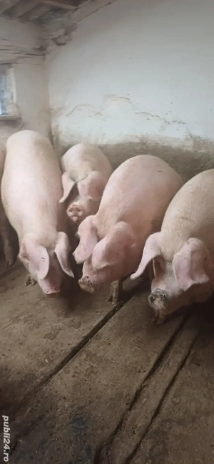 porci de vânzare 
