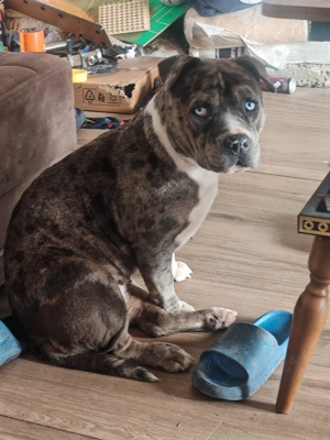 American Bully de vânzare - imagine 2