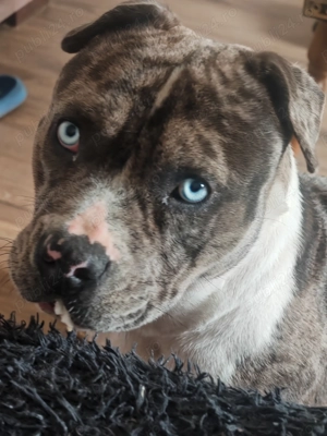 American Bully de vânzare - imagine 5