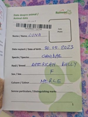 American Bully de vânzare - imagine 6