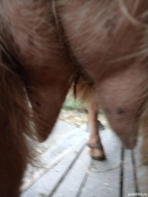 vand capra  - imagine 2 vand capra  - imagine 2