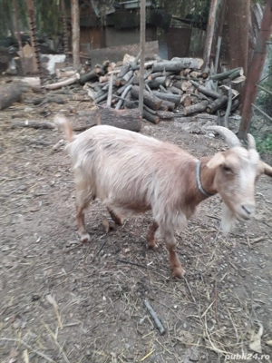 vand capra  - imagine 3 vand capra  - imagine 3