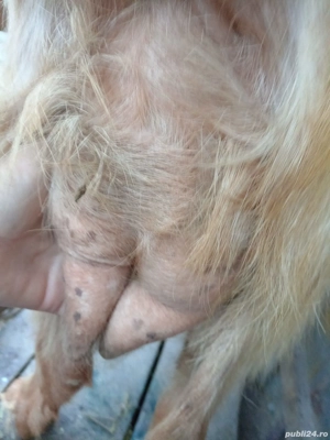 vand capra  - imagine 5 vand capra  - imagine 5