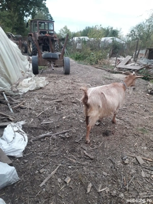 vand capra  - imagine 4 vand capra  - imagine 4