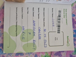 American Bully de vânzare - imagine 4