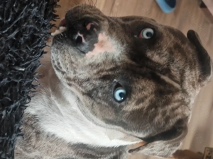 American Bully de vânzare - imagine 3