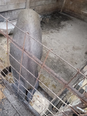 vand scroafa de tăiat  - imagine 3