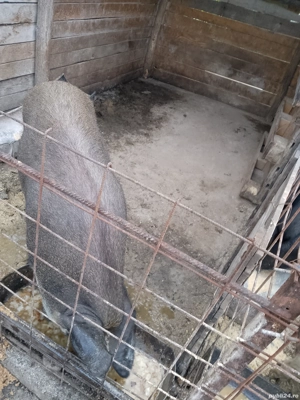 vand scroafa de tăiat  - imagine 4