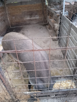 vand scroafa de tăiat 