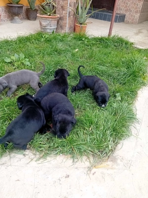 Catei cane corso  - imagine 2