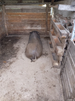 vand scroafa de tăiat  - imagine 2