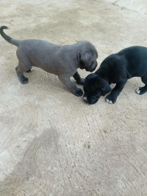 Catei cane corso  - imagine 5