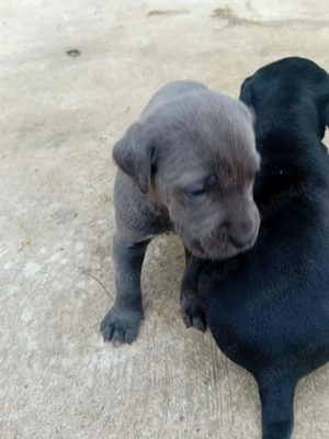 Catei cane corso  - imagine 4