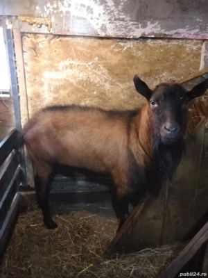 Vand un tap si 2 capre alpin francez rasa pura gestante