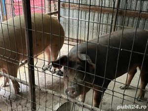 Porci de vânzare - imagine 2 Porci de vânzare - imagine 2