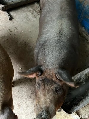 Porci de vânzare - imagine 3 Porci de vânzare - imagine 3