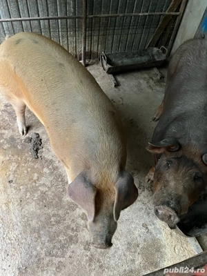 Porci de vânzare - imagine 4 Porci de vânzare - imagine 4