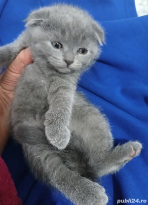 Scottish Fold Blue  White