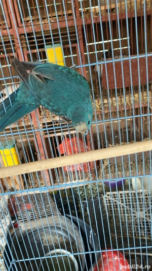 vând papagali kakariki(capre) albaștri - imagine 5