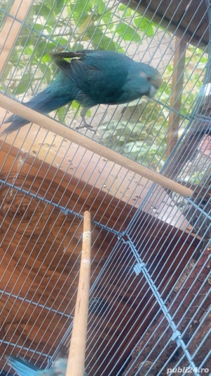 vând papagali kakariki(capre) albaștri - imagine 3